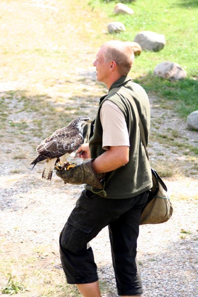 Falkner Falken Adler